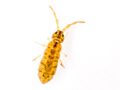 Isotomurus maculatus
